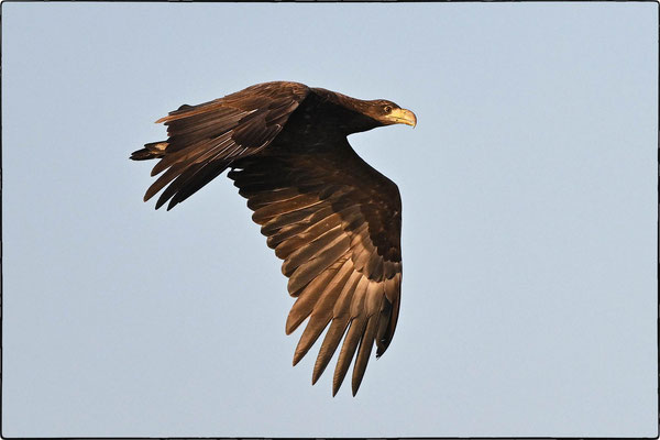 Oktober 2024: Junger Seeadler