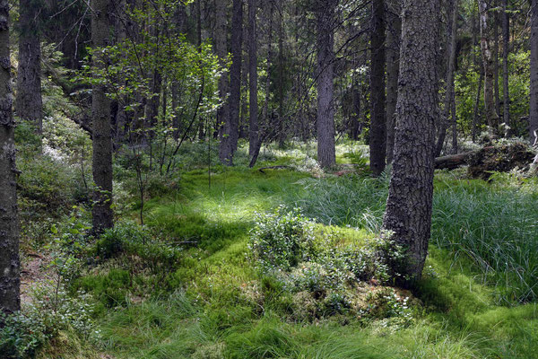 (A) Tivedens Nationalpark