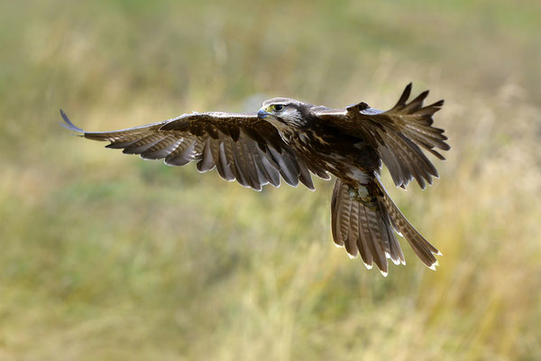 Lannerfalke