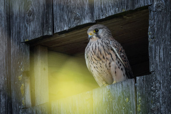 Turmfalken-Weibchen, NI 04/26