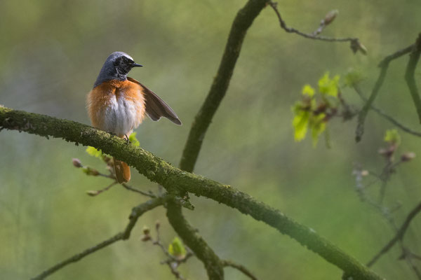 Gartenrotschwanz-Männchen, NW 04/26