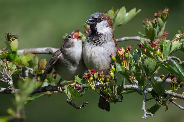 Haussperling Männchen mit Nachwuchs, NI 05/25