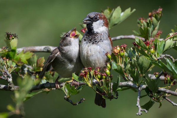 Haussperling Männchen mit Nachwuchs, NI 05/25