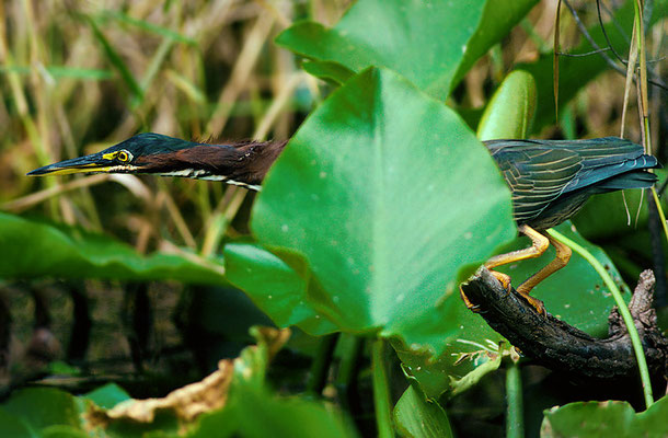 Green Heron