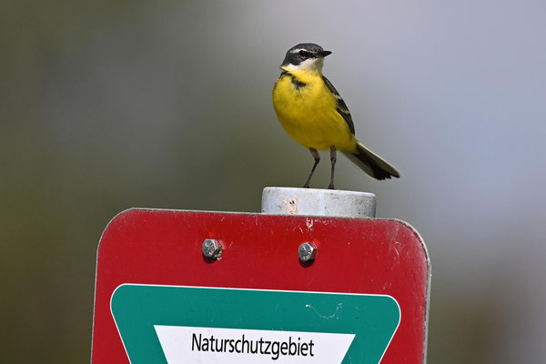 Iberienschafstelze/Wiesenschafstelze-Hybrid Männchen, NI 05/24