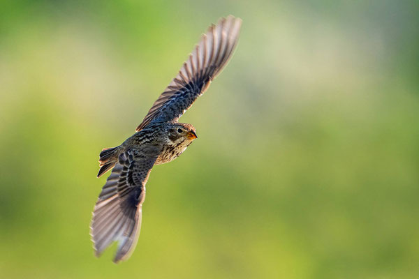 Grauammmer Singflug, TH 05/24