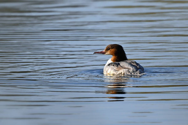 Gänsesäger Weibchen (Seltene Beobachtung-Belegfoto), NW 03/25