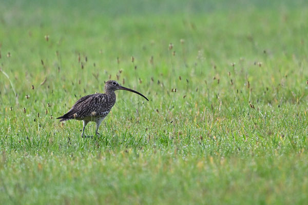 Brachvogel, NI 07/25