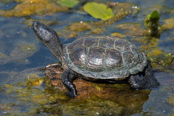 Europäische Sumpfschildkröte