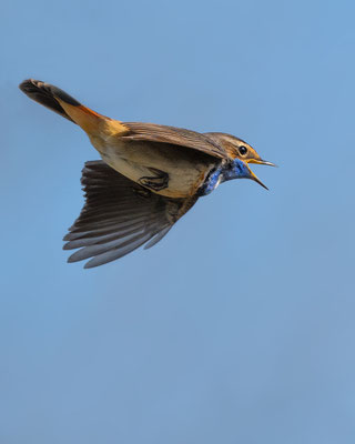 Ein Blaukehlchen Männchen im Singflug, NI 04/26