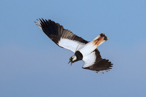 Kiebitz Balzflug in Rückenlage, NI 03/25