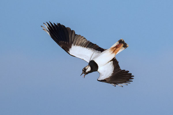Kiebitz Balzflug in Rückenlage, NI 03/25