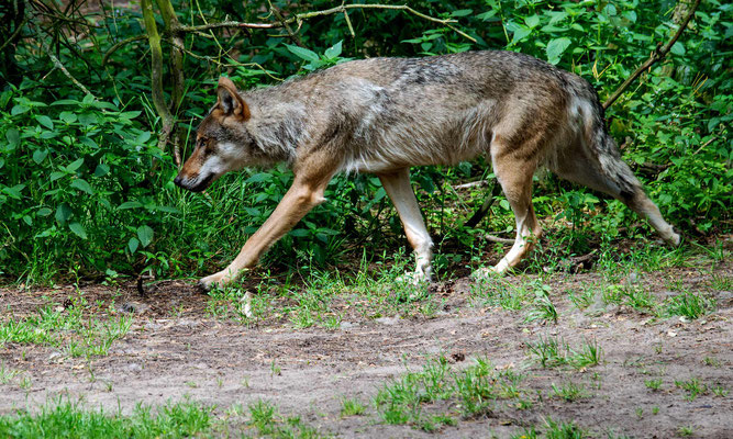 Europäischer Grauwolf