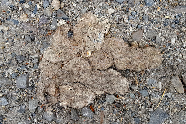 Ältere Wolfslosung mit unverdauten Knochenstückchen und Krallen der Beutetiere