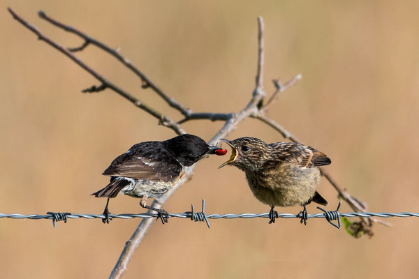 Schwarzkehlchen (Männchen mit Jungvogel), NI 06/25