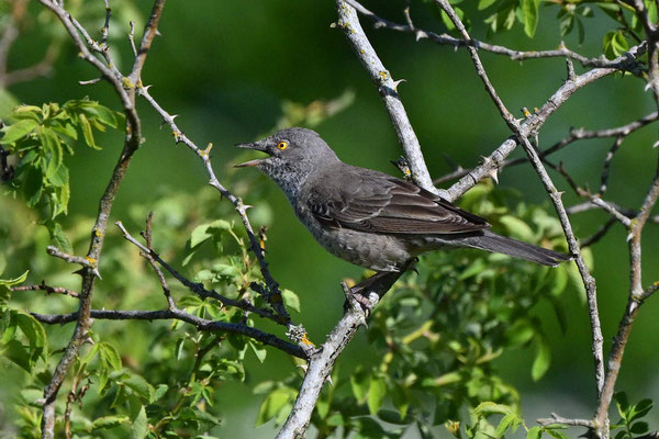 Sperbergrasmücke Männchen, TH 05/25
