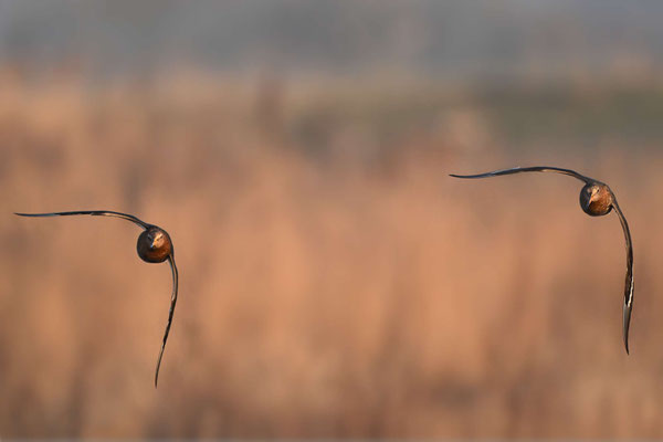 Uferschnepfen fliegen bis zu 100 km/h schnell, NI 03/25
