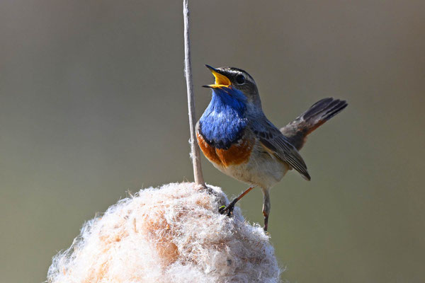 Weißsterniges Blaukehlchen Männchen, NI 04/25