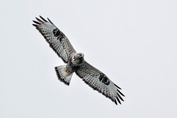 Rauhfußbussard, MV 09/24