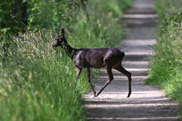 Die recht seltenen und vorwiegend in der nordwestdeutschen Tiefebene vorkommenden schwarzen „Sumpf- oder Moorrehe“ sind melanistische Mutationen mit vermehrtem schwarzen Pigment. Im letzten Moment erwischt... NI 06/24