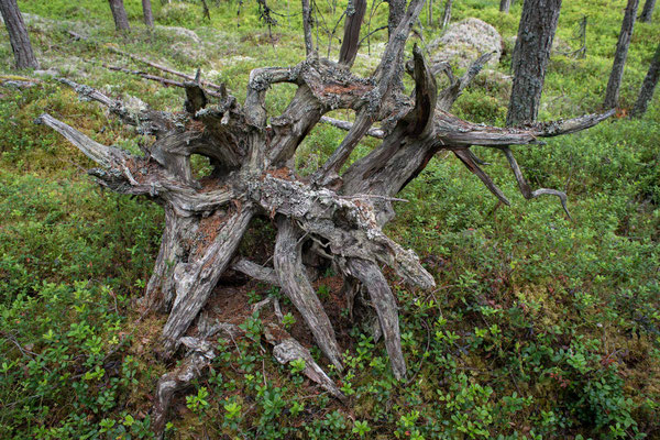 Hamra Nationalpark
