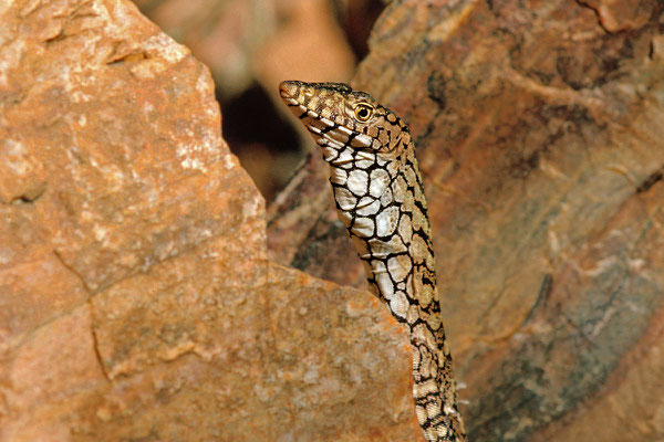 Perenty Riesenwaran