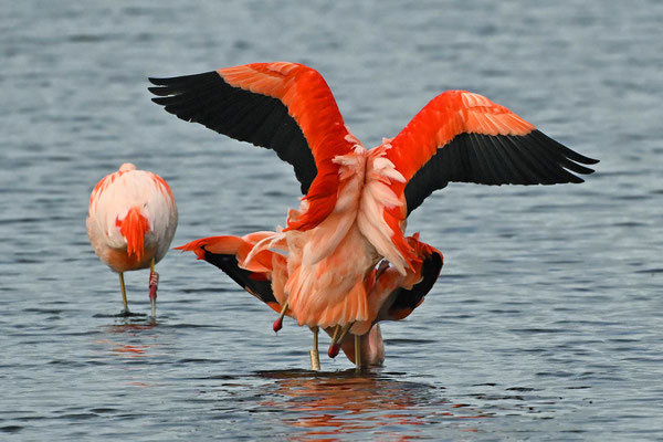 Wild lebende Chile-Flamingos, NW 04/26
