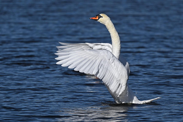 Höckerschwan, BB 09/24