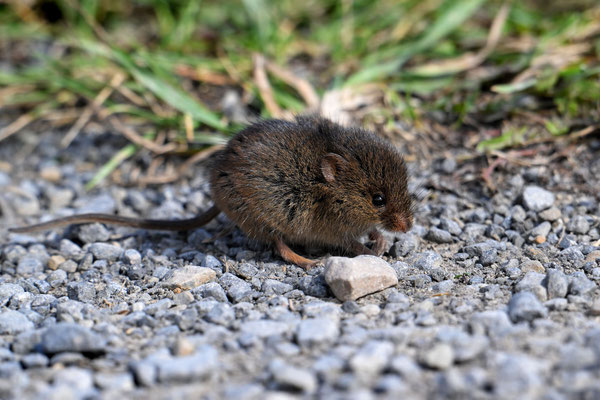 Feldmaus, NI 09/25