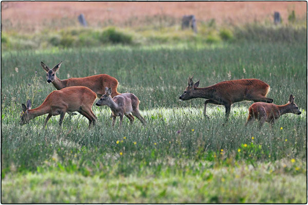 August 2025: "Blattzeit", die Paarungszeit des Rehwilds