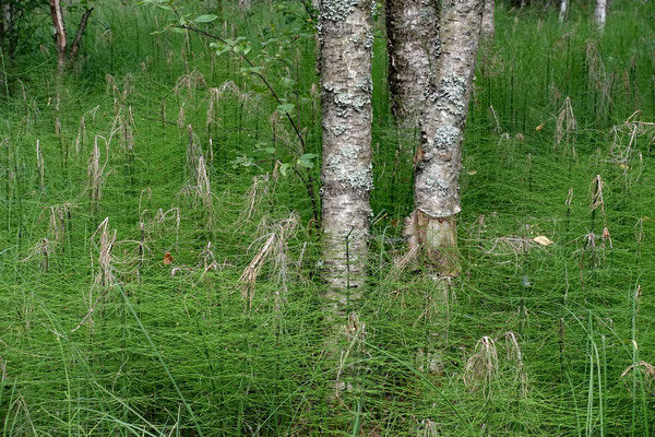 Store Mosse Nationalpark