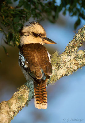 Kokaburra