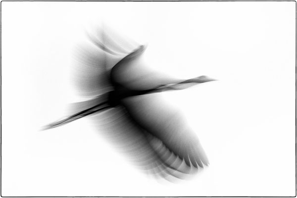 November 2025: Tausende Kraniche sterben momentan an H5N1 Virus-Infektionen (Dieser gefährliche HPAI-Virus Subtyp stammt ursprünglich aus asiatischen Massengeflügelproduktionen und nicht - wie in den meisten Medien behauptet - aus Wildvogelpopulationen!)