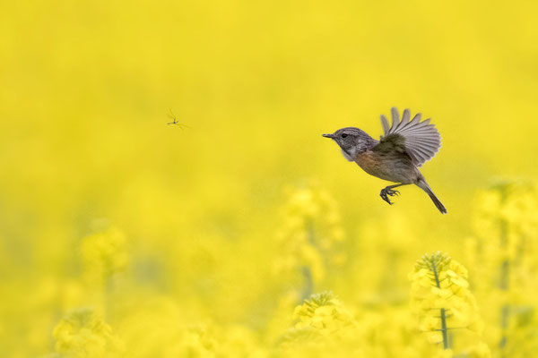 Schwarzkehlchen-Weibchen bei der Insektenjagd, NI 04/26