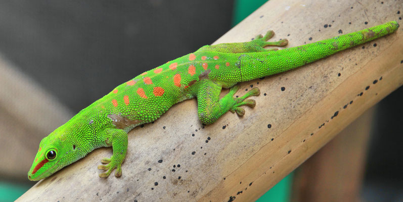 Phelsuma, Madagascar day Gecko
