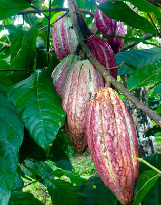 Nutrition & Science - Cacao Mama