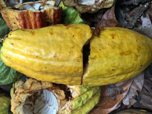 Arriba Nacional cacao paste 100% · Ecuador - Cacao Mama