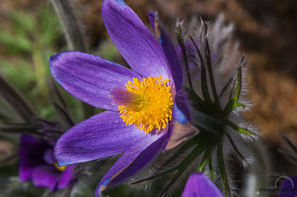 Anemone halleri