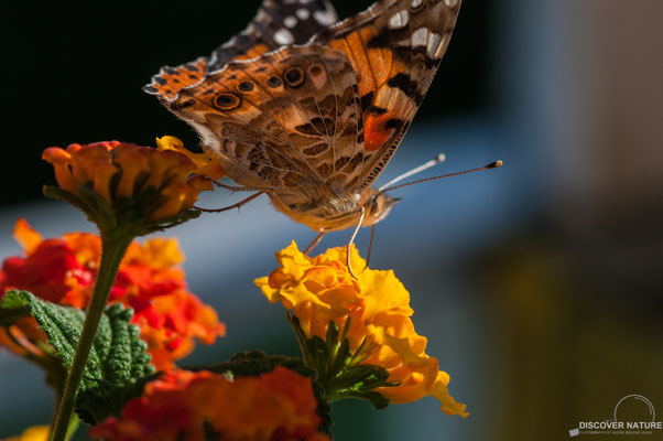 Distelfalter (Vanessa cardui)