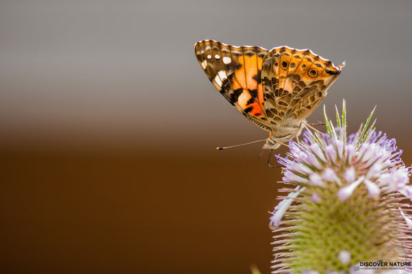 DISTELFALTER (VANESSA CARDUI)