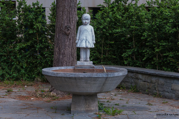 Brunnen Nr. 488 Oberwiesen-/Wehntalerstrasse