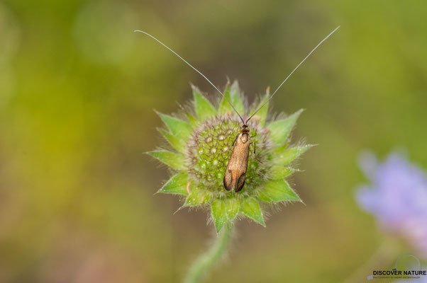 SKABIOSEN-LANGHORNMOTTE (NEMOPHORA METALLICA) 