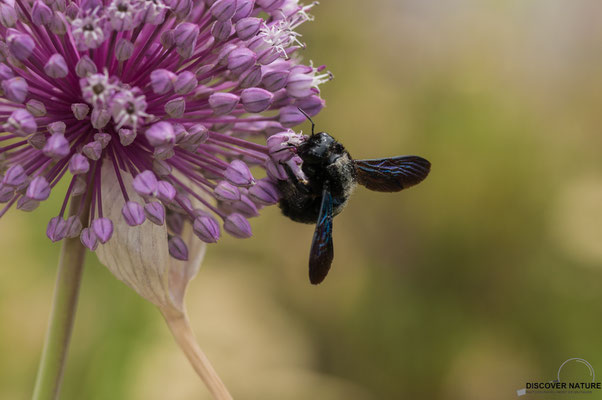 Blauschwarze Holzbiene (Xylocopa violacea)