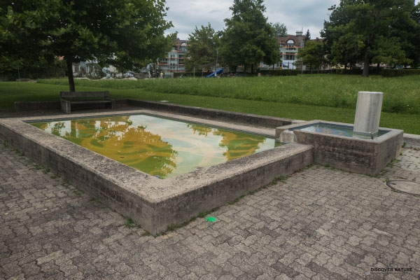 Brunnen Burstelpark - Frauenfeld