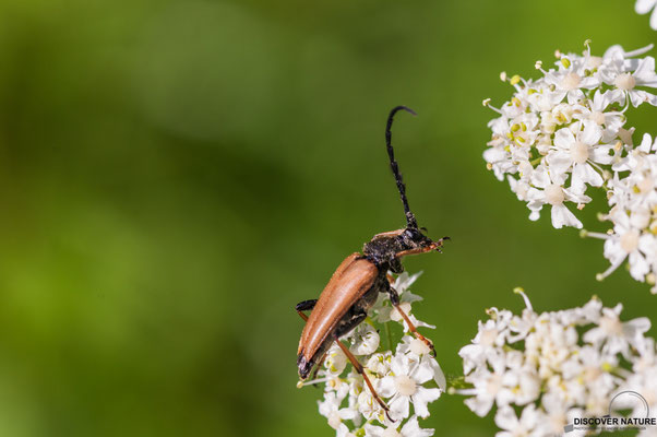 FLECKENHÖRNIGER HALSBOCK (PARACORYMBIA MACULICORNIS (CORYMBIA M.))