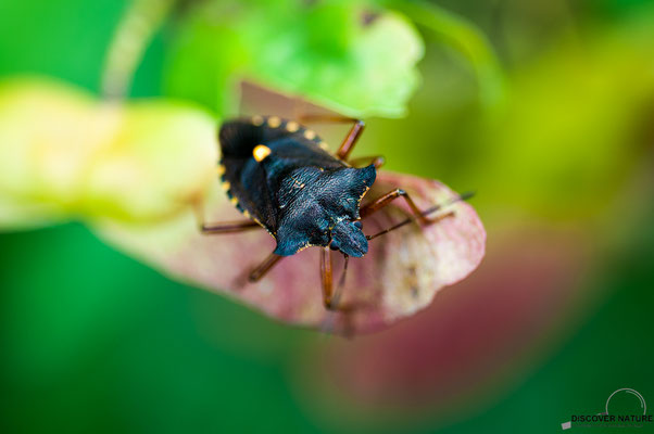 Rotbeinige Baumwanze (Pentatoma rufipes)
