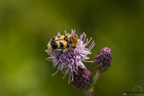 Gebänderte Pinselkäfer (Trichius fasciatus)