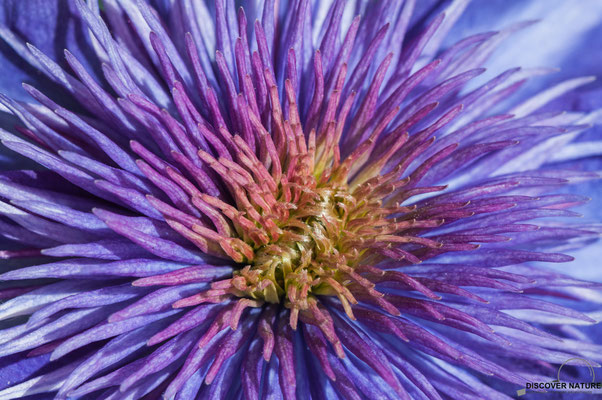 Clematis (Multi Blue)