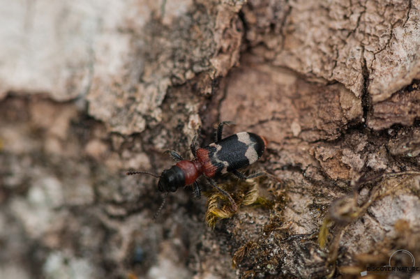 Ameisenbuntkäfer (Thanasimus formicarius)