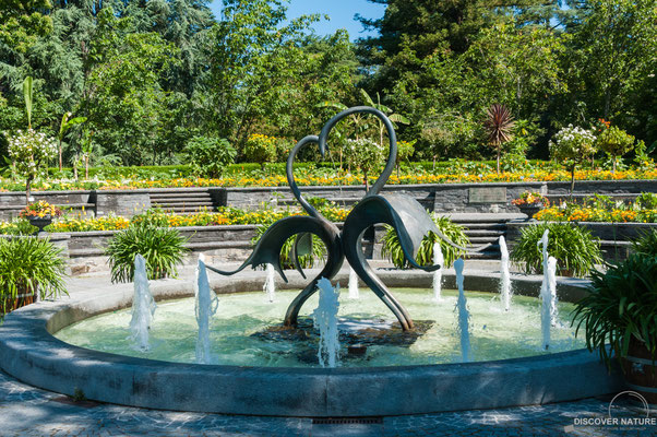 Brunnenarena - Insel Mainau